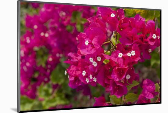 Bougainvillea Flowers, Bavaro, Higuey, Punta Cana, Dominican Republic-Lisa S. Engelbrecht-Mounted Photographic Print