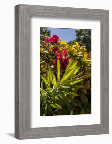 Bougainvillea Flowers, Bavaro, Higuey, Punta Cana, Dominican Republic-Lisa S. Engelbrecht-Framed Photographic Print