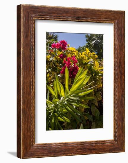 Bougainvillea Flowers, Bavaro, Higuey, Punta Cana, Dominican Republic-Lisa S. Engelbrecht-Framed Photographic Print