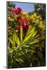 Bougainvillea Flowers, Bavaro, Higuey, Punta Cana, Dominican Republic-Lisa S. Engelbrecht-Mounted Photographic Print