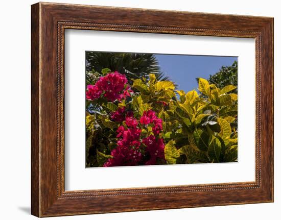 Bougainvillea Flowers, Bavaro, Higuey, Punta Cana, Dominican Republic-Lisa S. Engelbrecht-Framed Photographic Print