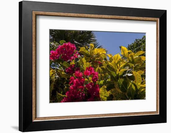 Bougainvillea Flowers, Bavaro, Higuey, Punta Cana, Dominican Republic-Lisa S. Engelbrecht-Framed Photographic Print