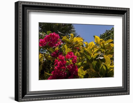 Bougainvillea Flowers, Bavaro, Higuey, Punta Cana, Dominican Republic-Lisa S. Engelbrecht-Framed Photographic Print