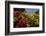 Bougainvillea Flowers, Bavaro, Higuey, Punta Cana, Dominican Republic-Lisa S. Engelbrecht-Framed Photographic Print