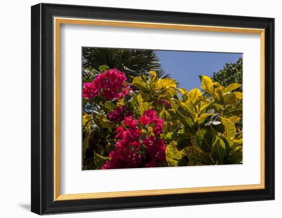 Bougainvillea Flowers, Bavaro, Higuey, Punta Cana, Dominican Republic-Lisa S. Engelbrecht-Framed Photographic Print