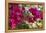 Bougainvillea Flowers, Grand Cayman, Cayman Islands, British West Indies-Lisa S^ Engelbrecht-Framed Premier Image Canvas