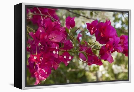 Bougainvillea Flowers, Grand Cayman, Cayman Islands, British West Indies-Lisa S^ Engelbrecht-Framed Premier Image Canvas