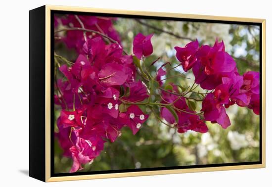 Bougainvillea Flowers, Grand Cayman, Cayman Islands, British West Indies-Lisa S^ Engelbrecht-Framed Premier Image Canvas