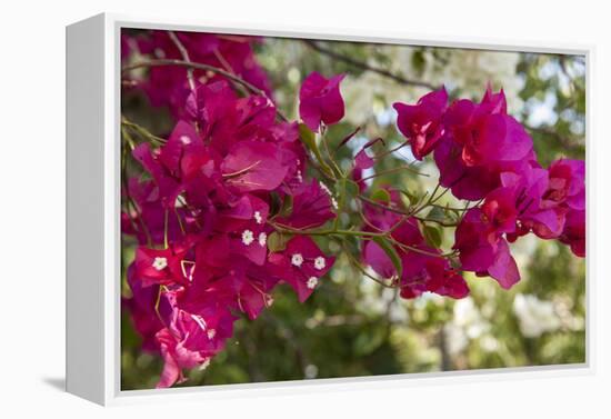 Bougainvillea Flowers, Grand Cayman, Cayman Islands, British West Indies-Lisa S^ Engelbrecht-Framed Premier Image Canvas