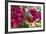 Bougainvillea Flowers, Grand Cayman, Cayman Islands, British West Indies-Lisa S^ Engelbrecht-Framed Photographic Print