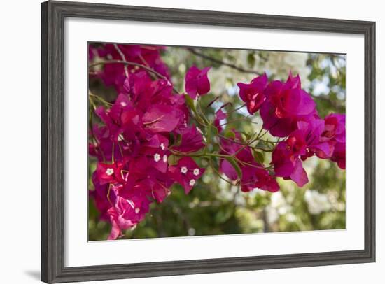 Bougainvillea Flowers, Grand Cayman, Cayman Islands, British West Indies-Lisa S^ Engelbrecht-Framed Photographic Print