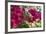 Bougainvillea Flowers, Grand Cayman, Cayman Islands, British West Indies-Lisa S^ Engelbrecht-Framed Photographic Print