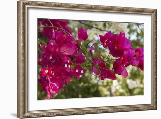 Bougainvillea Flowers, Grand Cayman, Cayman Islands, British West Indies-Lisa S^ Engelbrecht-Framed Photographic Print