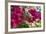 Bougainvillea Flowers, Grand Cayman, Cayman Islands, British West Indies-Lisa S^ Engelbrecht-Framed Photographic Print