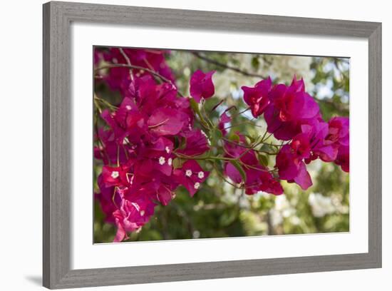 Bougainvillea Flowers, Grand Cayman, Cayman Islands, British West Indies-Lisa S^ Engelbrecht-Framed Photographic Print