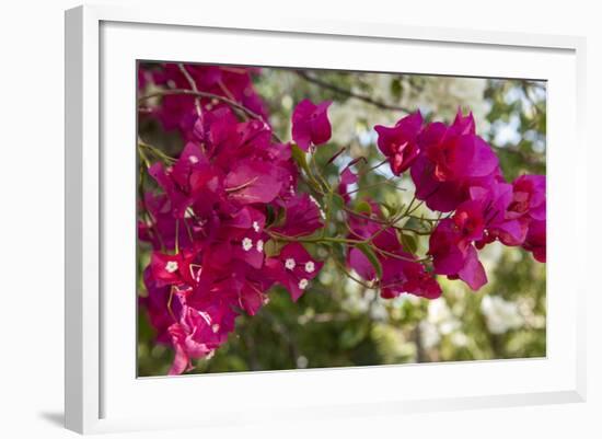 Bougainvillea Flowers, Grand Cayman, Cayman Islands, British West Indies-Lisa S^ Engelbrecht-Framed Photographic Print