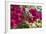 Bougainvillea Flowers, Grand Cayman, Cayman Islands, British West Indies-Lisa S^ Engelbrecht-Framed Photographic Print