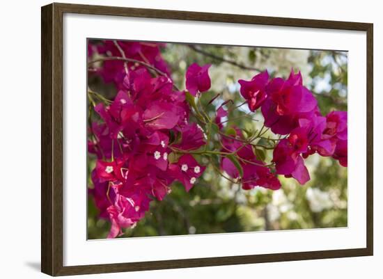 Bougainvillea Flowers, Grand Cayman, Cayman Islands, British West Indies-Lisa S^ Engelbrecht-Framed Photographic Print