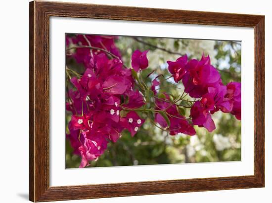 Bougainvillea Flowers, Grand Cayman, Cayman Islands, British West Indies-Lisa S^ Engelbrecht-Framed Photographic Print