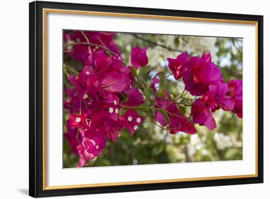 Bougainvillea Flowers, Grand Cayman, Cayman Islands, British West Indies-Lisa S^ Engelbrecht-Framed Photographic Print