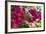 Bougainvillea Flowers, Grand Cayman, Cayman Islands, British West Indies-Lisa S^ Engelbrecht-Framed Photographic Print