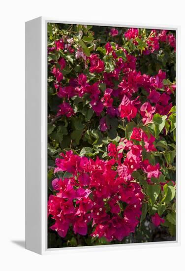 Bougainvillea Flowers, Grand Cayman, Cayman Islands, British West Indies-Lisa S^ Engelbrecht-Framed Premier Image Canvas