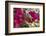 Bougainvillea Flowers, Grand Cayman, Cayman Islands, British West Indies-Lisa S^ Engelbrecht-Framed Photographic Print