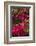 Bougainvillea Flowers, Grand Cayman, Cayman Islands, British West Indies-Lisa S^ Engelbrecht-Framed Photographic Print