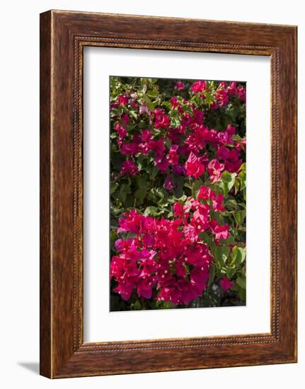 Bougainvillea Flowers, Grand Cayman, Cayman Islands, British West Indies-Lisa S^ Engelbrecht-Framed Photographic Print