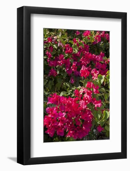 Bougainvillea Flowers, Grand Cayman, Cayman Islands, British West Indies-Lisa S^ Engelbrecht-Framed Photographic Print