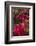 Bougainvillea Flowers, Grand Cayman, Cayman Islands, British West Indies-Lisa S^ Engelbrecht-Framed Photographic Print