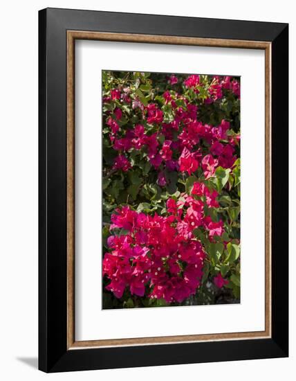 Bougainvillea Flowers, Grand Cayman, Cayman Islands, British West Indies-Lisa S^ Engelbrecht-Framed Photographic Print