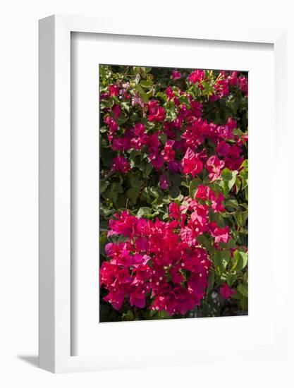 Bougainvillea Flowers, Grand Cayman, Cayman Islands, British West Indies-Lisa S^ Engelbrecht-Framed Photographic Print