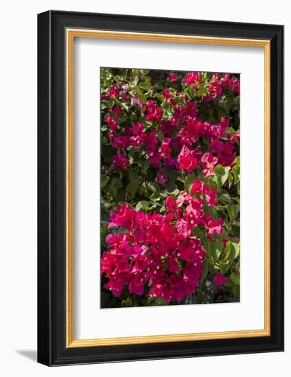 Bougainvillea Flowers, Grand Cayman, Cayman Islands, British West Indies-Lisa S^ Engelbrecht-Framed Photographic Print