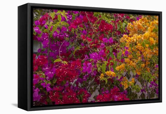 Bougainvillea Flowers, Princess Cays, Eleuthera, Bahamas-Lisa S^ Engelbrecht-Framed Premier Image Canvas