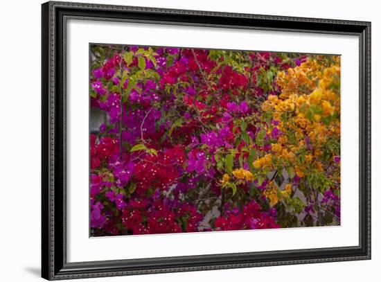 Bougainvillea Flowers, Princess Cays, Eleuthera, Bahamas-Lisa S^ Engelbrecht-Framed Photographic Print