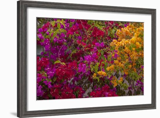 Bougainvillea Flowers, Princess Cays, Eleuthera, Bahamas-Lisa S^ Engelbrecht-Framed Photographic Print