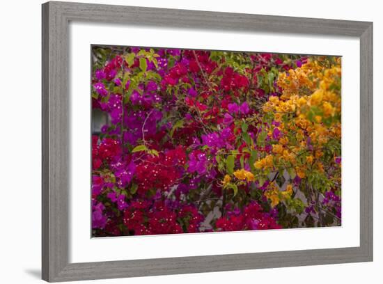 Bougainvillea Flowers, Princess Cays, Eleuthera, Bahamas-Lisa S^ Engelbrecht-Framed Photographic Print