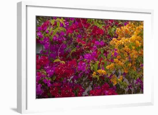 Bougainvillea Flowers, Princess Cays, Eleuthera, Bahamas-Lisa S^ Engelbrecht-Framed Photographic Print