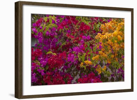 Bougainvillea Flowers, Princess Cays, Eleuthera, Bahamas-Lisa S^ Engelbrecht-Framed Photographic Print