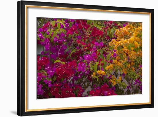 Bougainvillea Flowers, Princess Cays, Eleuthera, Bahamas-Lisa S^ Engelbrecht-Framed Photographic Print