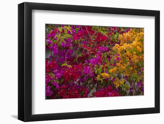 Bougainvillea Flowers, Princess Cays, Eleuthera, Bahamas-Lisa S^ Engelbrecht-Framed Photographic Print