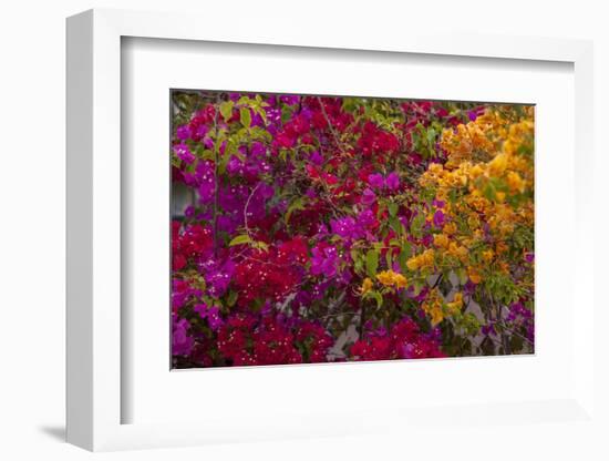 Bougainvillea Flowers, Princess Cays, Eleuthera, Bahamas-Lisa S^ Engelbrecht-Framed Photographic Print