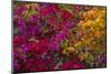 Bougainvillea Flowers, Princess Cays, Eleuthera, Bahamas-Lisa S^ Engelbrecht-Mounted Photographic Print