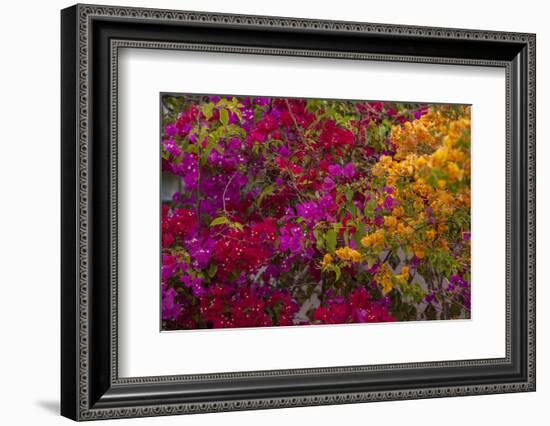 Bougainvillea Flowers, Princess Cays, Eleuthera, Bahamas-Lisa S^ Engelbrecht-Framed Photographic Print