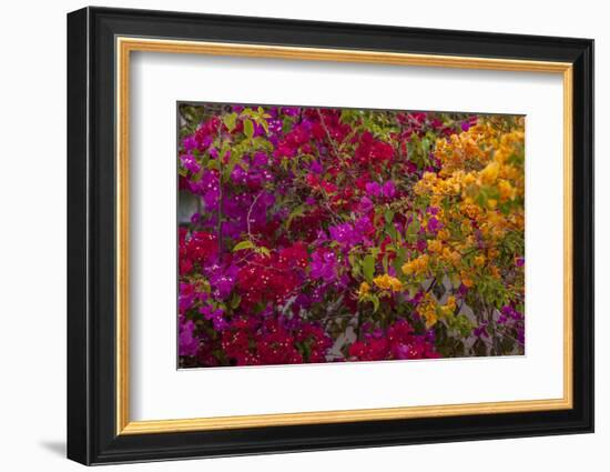 Bougainvillea Flowers, Princess Cays, Eleuthera, Bahamas-Lisa S^ Engelbrecht-Framed Photographic Print