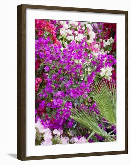 Bougainvillea Flowers, San Miguel De Allende, Guanajuato State, Mexico-Julie Eggers-Framed Photographic Print
