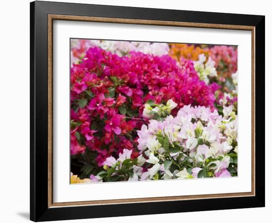 Bougainvillea Flowers, San Miguel De Allende, Guanajuato State, Mexico-Julie Eggers-Framed Photographic Print