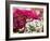 Bougainvillea Flowers, San Miguel De Allende, Guanajuato State, Mexico-Julie Eggers-Framed Photographic Print