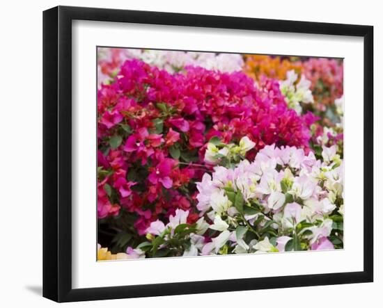 Bougainvillea Flowers, San Miguel De Allende, Guanajuato State, Mexico-Julie Eggers-Framed Photographic Print